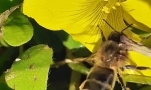 Abeilles noires de Corse butinant une Oxalide d'Europe