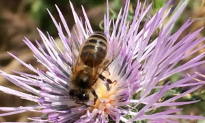 Abeille butinant du nectar de fleur corse