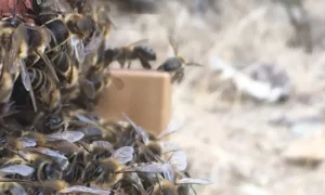 Abeilles noires de Corse