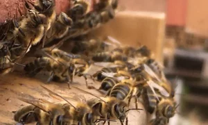 Abeilles noires de Corse sortant de la ruche