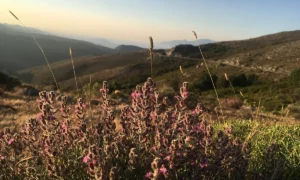 Fleur de Germandrée maritime et montagnes Corses