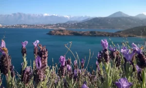 Fleurs de lavande papillon et paysage de corse