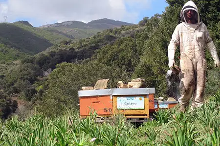 ruche-apiculteur-meledisole Apiculteur Benjamin Bureau avec ses ruches