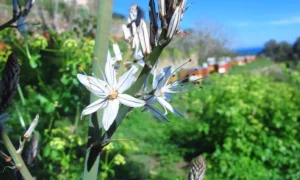 Asphodèle blanc près des ruches corses Mele di Sole
