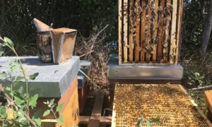 Ruche et enfumoir lors d'une récolte miel