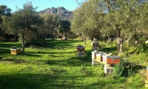 Ruches dans une chataigneraie corse