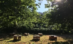 Ruches parmis les chataignier en corse