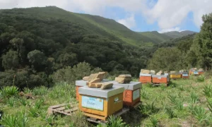 Ruches dans le maquis corse